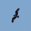 日本　渥美半島の野鳥たち