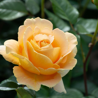 春の薔薇