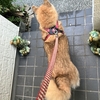 ワンコと散歩〜8月22日