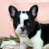 フレンチブルドッグ/子犬/ペットショップ宮城/東松島市/美里町