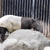 日本平動物園