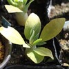 アガベ・パキポの種まき〜4ヵ月〜パキポの葉が枯れてきた(ﾟДﾟ)ﾉ