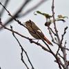 ジョウビタキが家にもやって来ました。