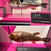 フグの毒 / 毒鳥ズグロモリモズ（「毒の博物館」3動物の毒／国立科学博物館特別展「毒」より）　フグについては別立ての展示がありました．ふぐ毒（テトロドトキシン）は，「ナトリウムチャネル」の働きを阻害してNaが入らないようにさせます．しかし，フグ自身は毒に耐性を持つ．不思議ですね．しかも，フグはテトロドトキシンを嗅ぎ分けて積極的に食べているとのこと．びっくりします．驚きと言えば，毒をもつ鳥がいることを初めて知りました．しかもヤドクガエルのものと同類の毒．伝説の毒鳥「鴆（ちん）」？  