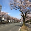 せっかく桜が咲いたのに