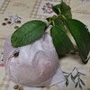 虫食いの犯人はアリで決定