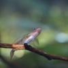 ゴクラクハゼ Rhinogobius giurunus  