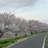高麗川ふるさと遊歩道沿いの桜（4月12日）