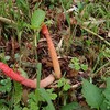 【カエンタケ発見？】生駒山、なるかわ園地でカエンタケ。我流のキノコ狩りは注意！【画像】