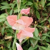 グラジオラス開花、、、
