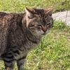 猫スポット　江東区立若洲公園