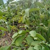 我が家の果樹状況