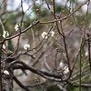 ✿湯島天神で咲き始めの梅を撮影しました❀