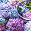 【Z 9 & NIKKOR Z 24-120mm f/4・ AF-S NIKKOR 58mm f/1.4G + FTZⅡ ・宮城県柴田町】第10回 しばた紫陽花まつり⑴ 。June   2023