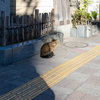 深川霊巌寺前にいた猫さん