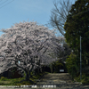 桜　三重県鈴鹿市