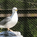 日本大学生物資源科学部　動植物研究会　鳥類班のブログ