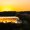 志摩諸島のねこさん