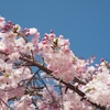 事後報告・前橋公園の桜を見てきた（群馬県前橋市）