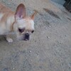 老犬ホームあん ｜新人さん はんぺん^^