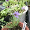 ５月３０日（火）きのうは朝から小雨草花にとっては恵みの雨だった、朝ドラの主題歌が話題に、、岸田文雄総理の息子翔太郎更迭