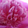 DAILY FLOWERS