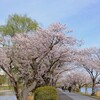 続いて、千波湖の桜