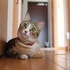 ピントでヒント。