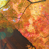 京都の紅葉2013～今年の色づきと常寂光寺がすごい件