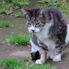 ４月１７日　暴風雨に向かって猫さま歩き　とその情景