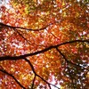 透かし紅葉