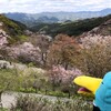 下千本！七曲り！桜のじゅうたんを抜けると吉野駅だった(吉野お花見の旅その8)(189)