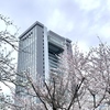 歩みくれば御社 桜花吹雪よ