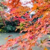 【ヒューマンデザイン】リーディングツアー：金沢２日目：紅葉の兼六園、マニジェネとマニフェスターの違い