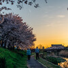 黄昏の桜