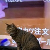 ねこのしゃしん