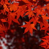 20121124 奈良公園 紅葉 その1