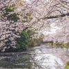 今年の花見 再び