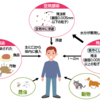 「麻疹（はしか）」急拡大の異常事態！感染力がすごい！