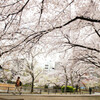 上野公園＆不忍池の桜写真たち