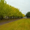 乙戸沼公園の銀杏（土浦市）～つくば市とその周辺の風景写真案内（１３２５） 