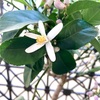 レモンの花