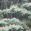 ７．９．（日・晴れ）見舞い。波乱の夏場所。佐川国税長官。