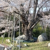 地域のさまざまな団体が協力して守る、樹齢400年の見事なヤマザクラ