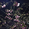 季節を早取り！　川根チャリムの夜桜