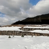 雪が解け始めて、庭の花たち