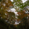 魚目線の紅葉風景