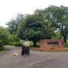 早稲田公園の紫陽花