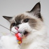 【レビュー】ペッツルートの猫用オモチャの食いつきが凄い！カシャカシャシリーズのご紹介