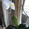 #胡蝶蘭も最後の花になりました